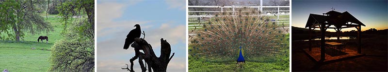 Epic Alpacas Nature Point